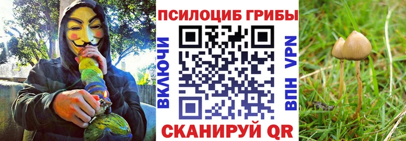 Купить где  Черепаново  Галлюциногенные грибы GOLDEN TEACHER 